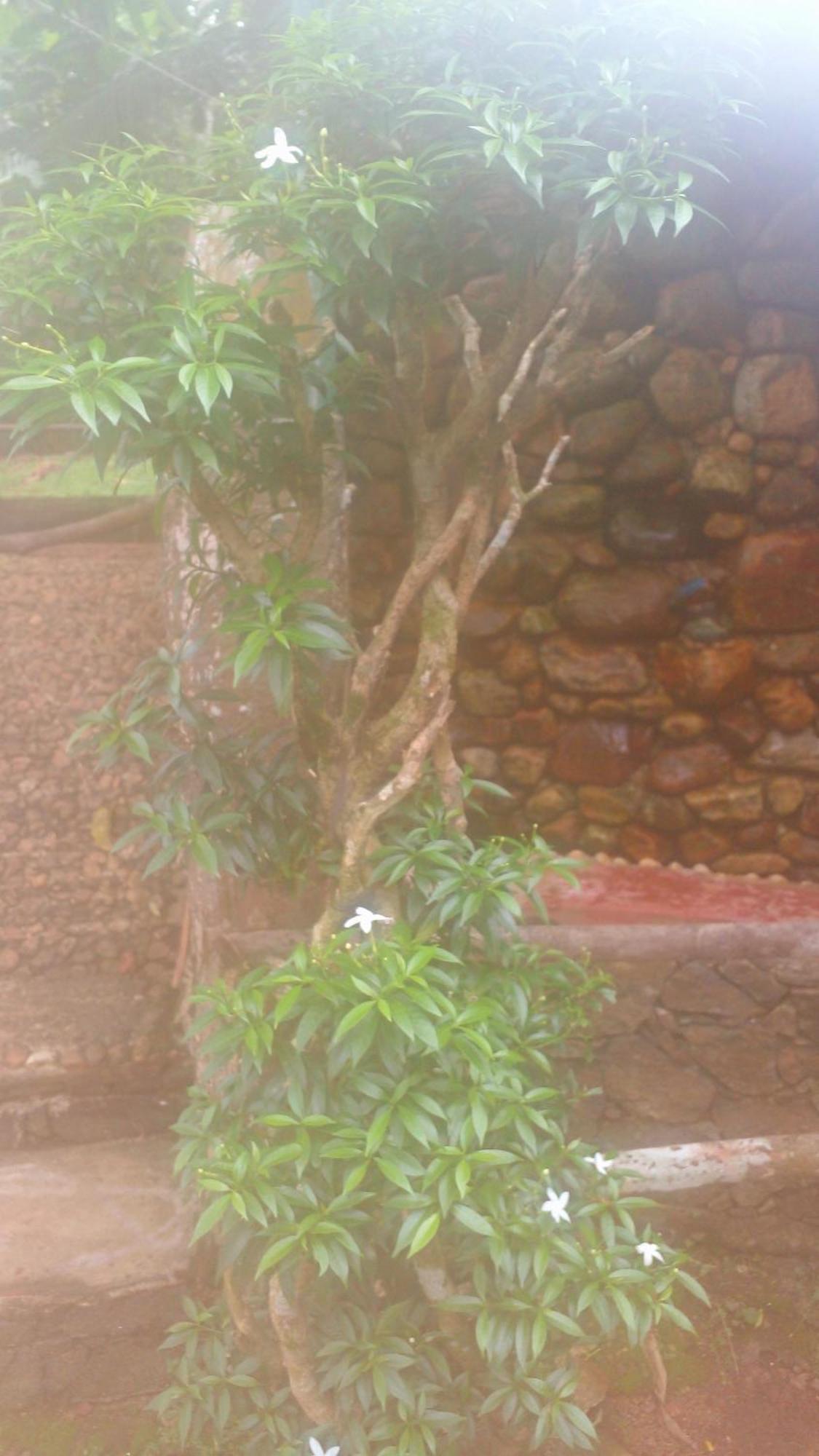 Paddy Field Villa Midigama-Est Chambre photo
